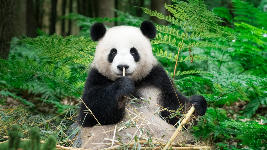 正在吃竹子的大熊猫，中国 