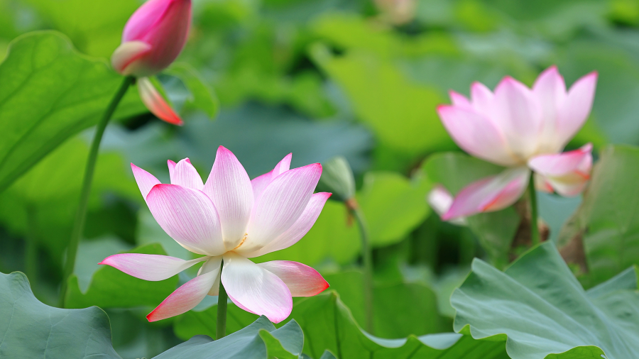 莲花与莲花植株 